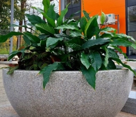 Цветник Чаша